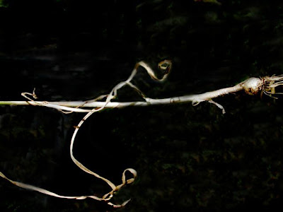 Aglio delle Streghe Aglio delle Streghe