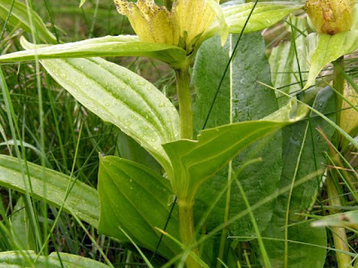 Genziana punteggiata