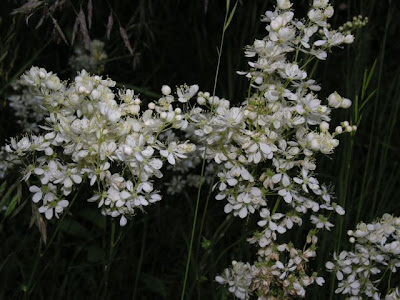 Dropwort Dropwort