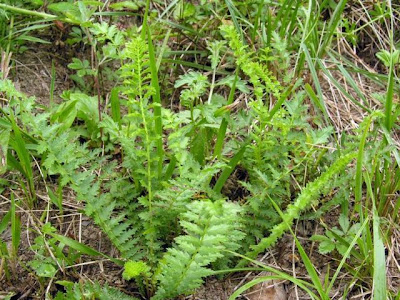 Dropwort Dropwort