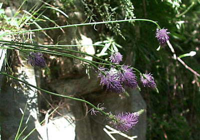 Phyteuma scorzonerifolium Vill.