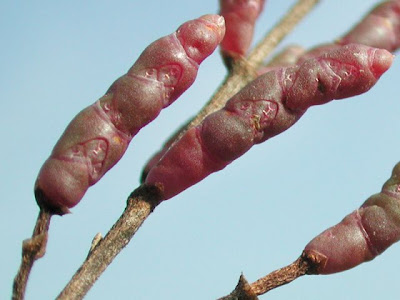 Salicornia veneta Pign. et Lausi