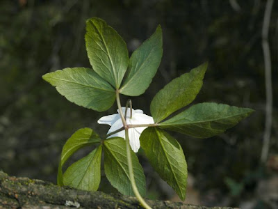 Anemone trifogliata