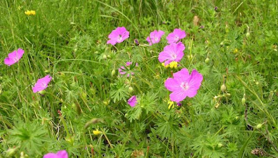 Bloody geranium Bloody geranium