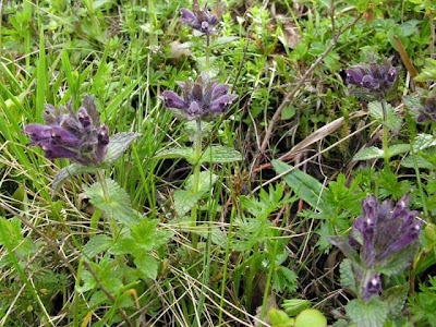 Bartsia alpina,
Bartsia,
Velvet Bells,
velvetbells