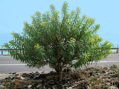 Euforbia arborescente