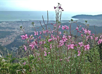 Garofanino di Dodonaeus