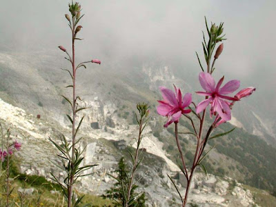 Garofanino di Dodonaeus