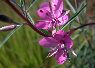 Garofanino di Dodonaeus