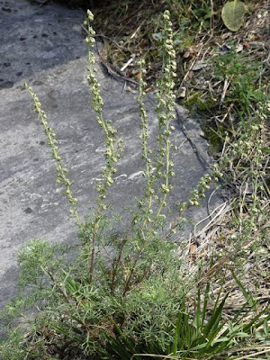 Erba regina