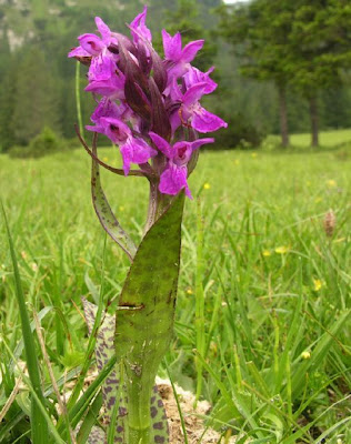 Dactylorhiza majalis