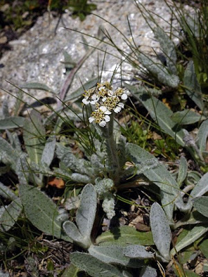 Achillea nana L.