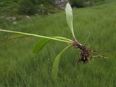 Alpinebog swertia Alpinebog swertia