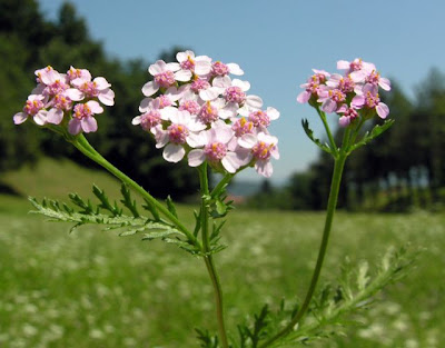 Achillea roseoalba
