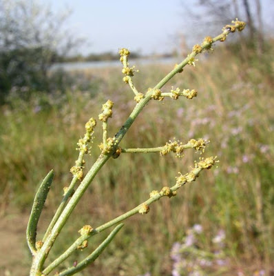 Atriplex portulacoides L.