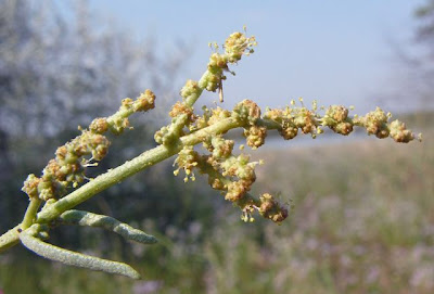 Atriplex portulacoides L.