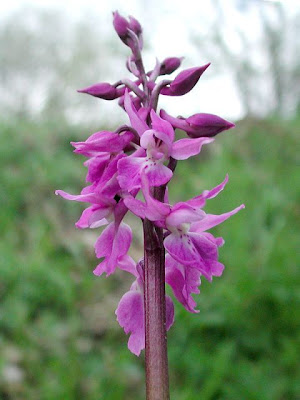 Early purple orchid