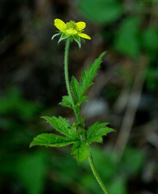 Bennet's-root Bennet's-root