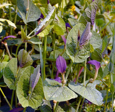 Aristolochia rotunda L.