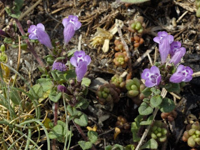 Acinos alpinus (L.) Moench