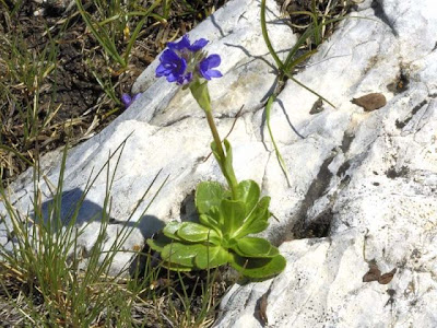 Veronica con foglie di Margherita