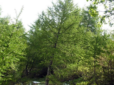 Common Larch Common Larch