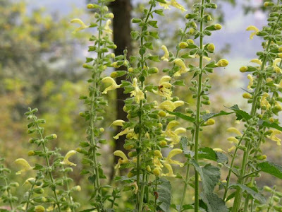 Salvia glutinosa L.