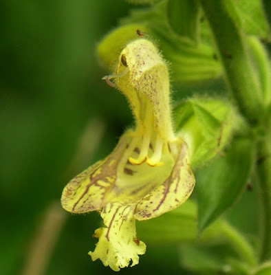 Salvia glutinosa L.