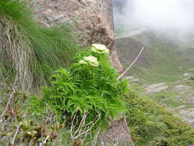 Cicutaria fetida Cicutaria fetida