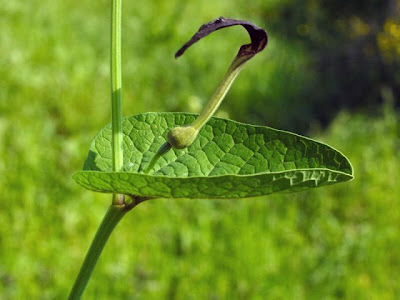 Aristolochia rotunda L.