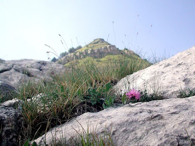 Centaurea montisborlae