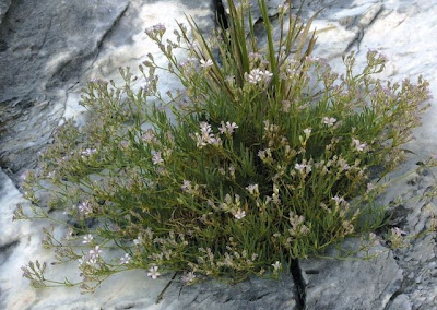 Creeping baby's-breath Creeping baby's-breath