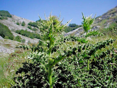 Cardo di Bertolone Cardo di Bertolone