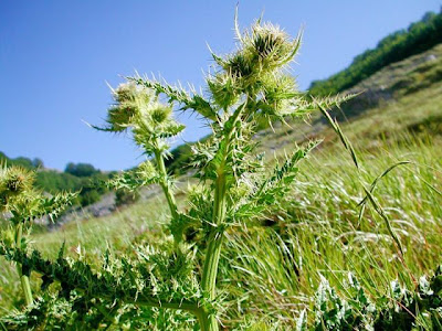 Cardo di Bertolone Cardo di Bertolone