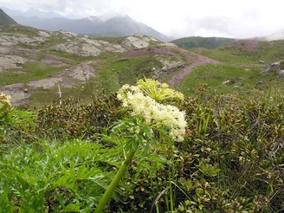Cicutaria fetida Cicutaria fetida