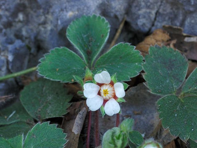 Fragola secca