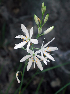 Lilioasfodelo minore Lilioasfodelo minore