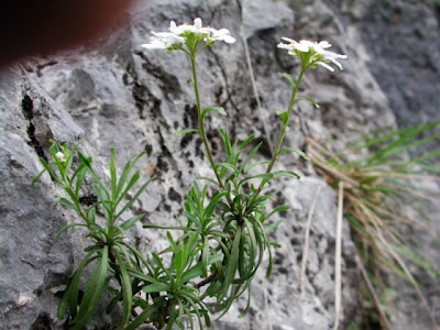 Iberis sempervirens,
edging candytuft,
evergreen candytuft,
Iberide sempreverde,
perennial candytuft,
Raspo,
Tlaspo