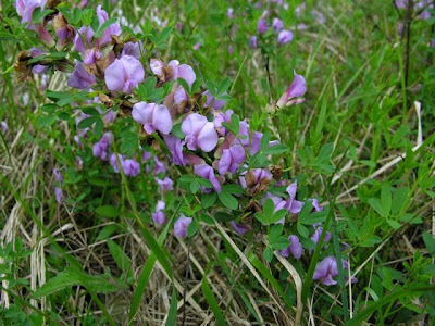 Citiso purpureo