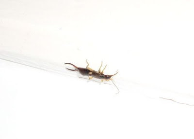 European earwig