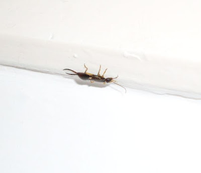 European earwig