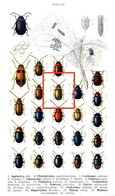 Galerucella lineola