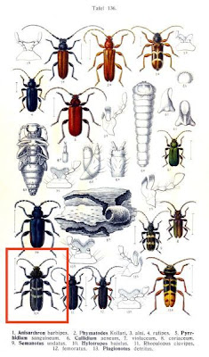 Old house borer Old house borer