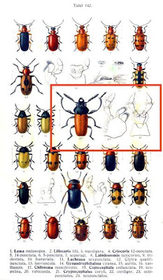 Labidostomis taxicorins