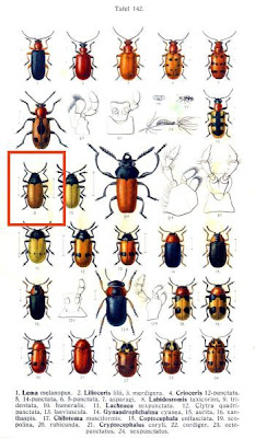 Labidostomis tridentata