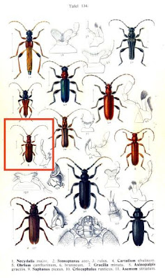 Obrium brunneum