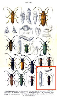 Oberiea linearis