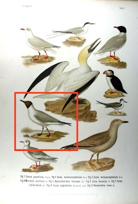 Xema ridibundum
