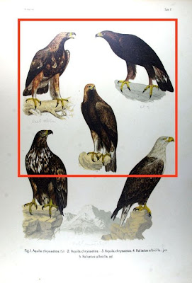 Golden Eagle