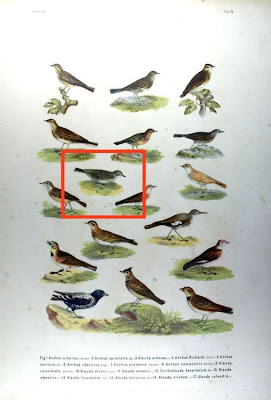 Bisbita Pratense Bisbita Pratense